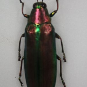 Beetle Specimen