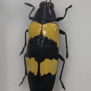 Beetle Specimen
