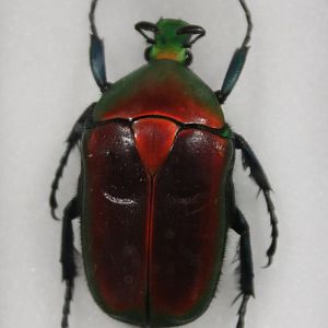 Beetle Specimen
