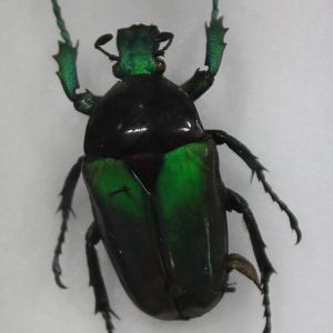 Beetle Specimen