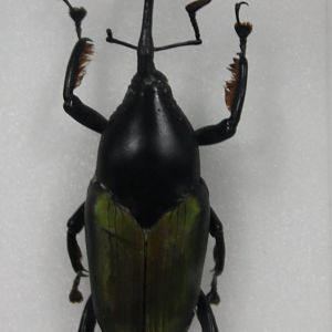 Beetle Specimen