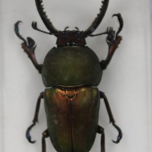 Beetle Specimen