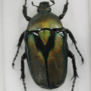 Beetle Specimen