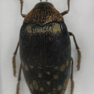 Beetle Specimen