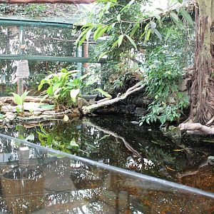 Amazonas-enclosure - Fishes And Caiman