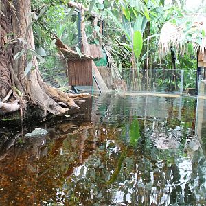 Amazonas-enclosure - Fishes And Caiman