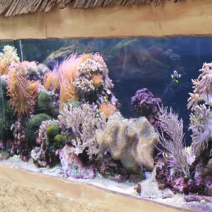 Tropical Sea-water aquarium