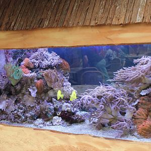 Tropical Sea-water aquarium