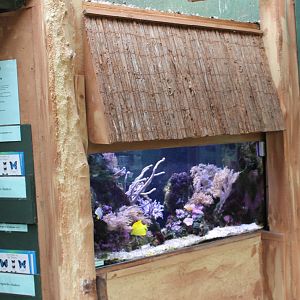 Tropical Sea-water aquarium