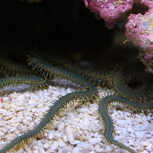 Serpent starfish