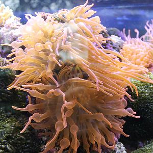 Sea-anemone species