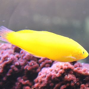 Canary Wrasse