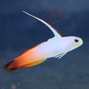 Nemateleotris magnifica