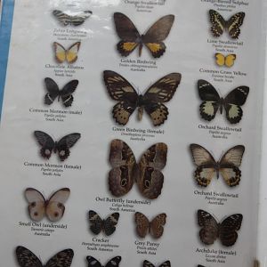 Butterfly Signs