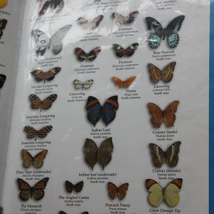 Butterfly Signs