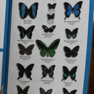 Butterfly Signs