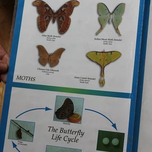 Butterfly Signs