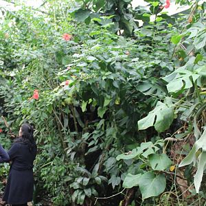 Walk-through enclosure