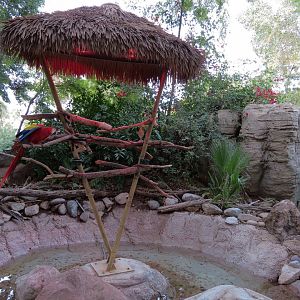 Forest of Uco - Scarlet Macaw Exhibit
