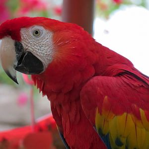 Forest of Uco - Scarlet Macaw