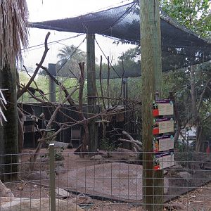 Forest of Uco - Monkeys and Red-rumped Agouti Exhibit