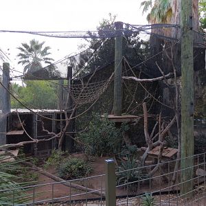 Forest of Uco - Spider Monkey Exhibit