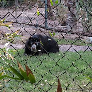 Forest of Uco - Andean Bear Exhibit - Third View