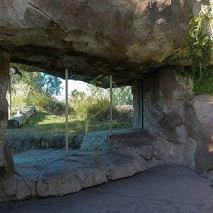 Orang-Hutan - Right Exhibit Outdoor Viewing Area