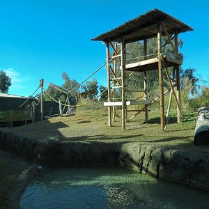 Orang-Hutan - Right Exhibit Outdoor View