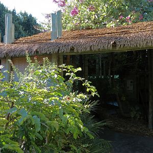 Orang-Hutan - Indoor Viewing Building - Porch