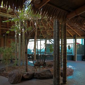 Orang-Hutan - Indoor Viewing Building - Porch