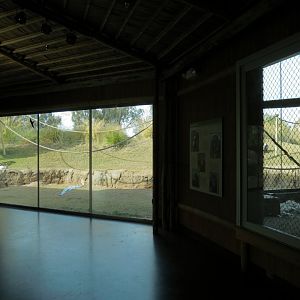 Orang-Hutan - Right Exhibit Indoor Viewing Area