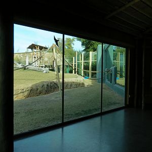 Orang-Hutan - Right Exhibit Indoor Viewing Area