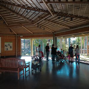 Orang-Hutan - Second Exhibit Indoor Viewing Area