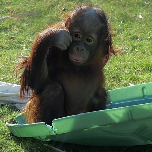 Orang-Hutan - Bornean Orangutan