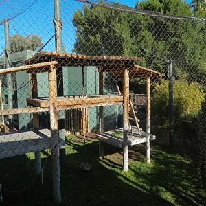 Orang-Hutan - Second Exhibit Outdoor View