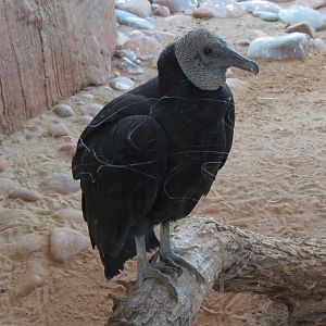Guest Services Building - Interior Viewing of Native Species Exhibit - Black Vulture