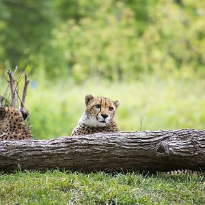 African Grasslands Cheetah Exhibit