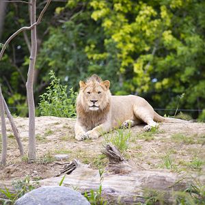 African Grasslands Lion Exhibit