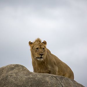 African Grasslands Lion Exhibit