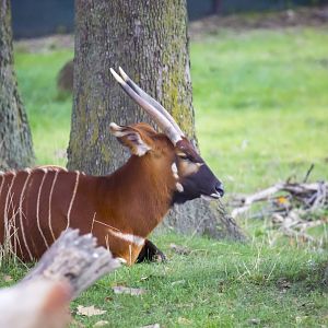 African Grasslands Bongo Exhibit