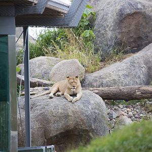African Grasslands Lion exhibit