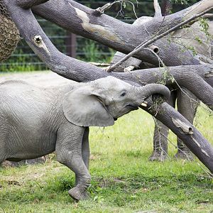 African Grasslands Elephant Exhibit