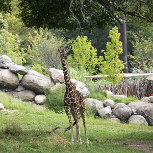 African Grasslands Mixed Species Exhibit - Giraffe