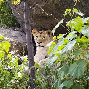 African Grasslands Lion Exhibit