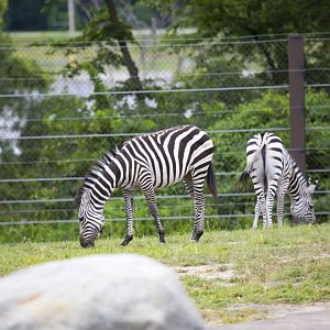 African Grasslands Mixed Species Exhibit - Zebras