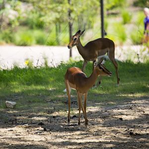 African Grasslands Mixed Species Exhibit - Impala