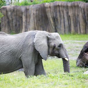 African Grasslands Elephant
