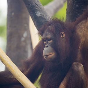 Orangutan Canopy