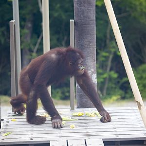 Orangutan Canopy